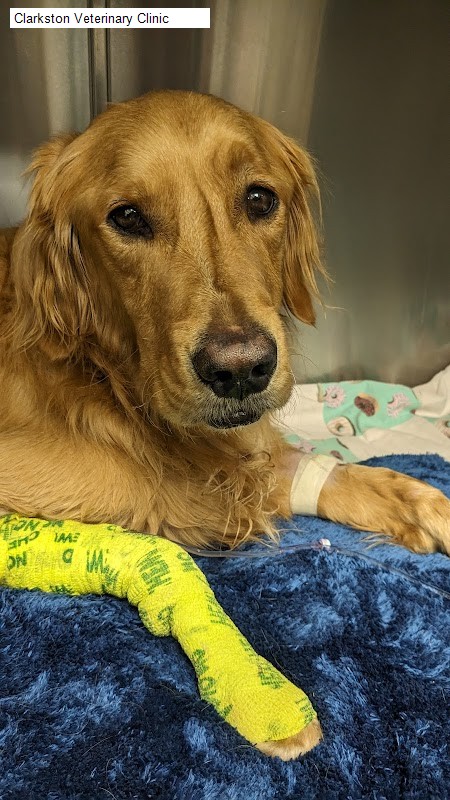 Clarkston Veterinary Clinic