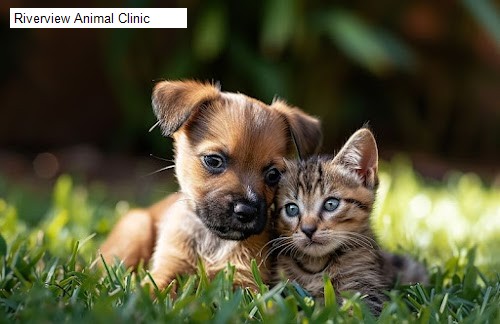 Riverview Animal Clinic