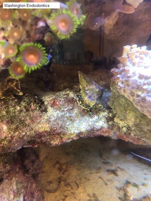 Washington Endodontics