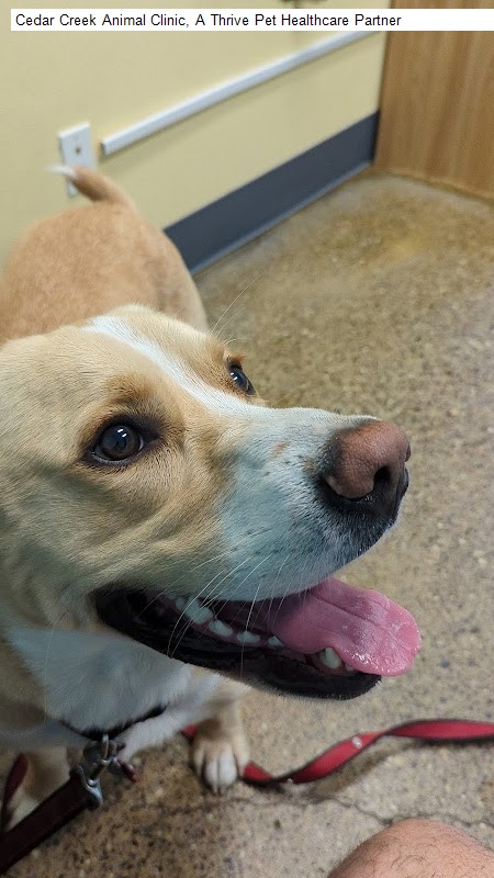Cedar Creek Animal Clinic, A Thrive Pet Healthcare Partner