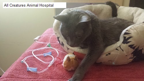 All Creatures Animal Hospital