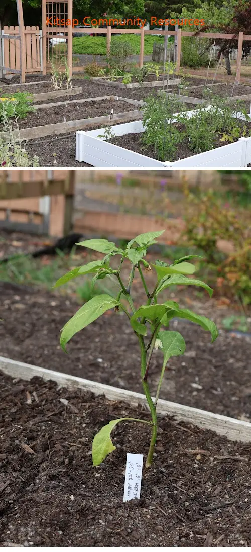 Kitsap Community Resources