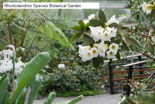 Rhododendron Species Botanical Garden