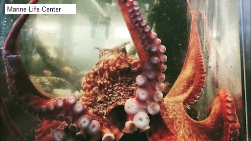 Marine Life Center